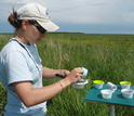 Ecologists empty bee bowls used to sample for pollinators in the field